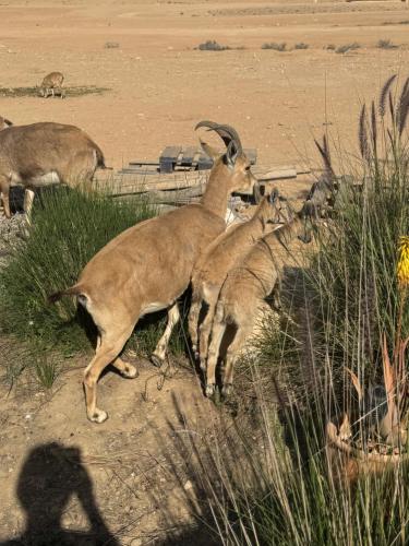 a group of goats standing in the sand at Nof Beresheet in Midreshet Ben Gurion