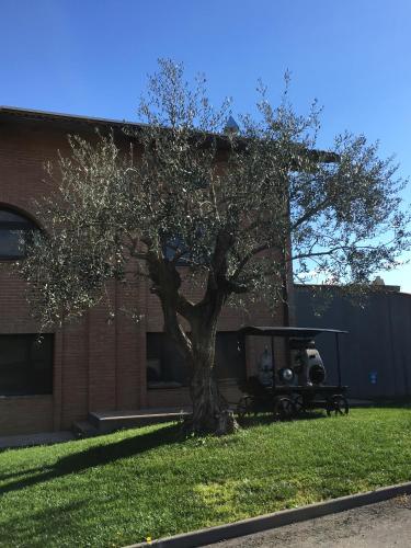 a tree in the grass in front of a building at La Corte D'Emilio B&B in Vignola