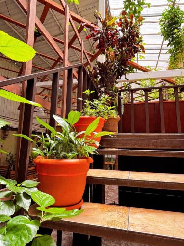 two pots of plants sitting on a wooden bench at Antigua Inn Hotel in Guatemala