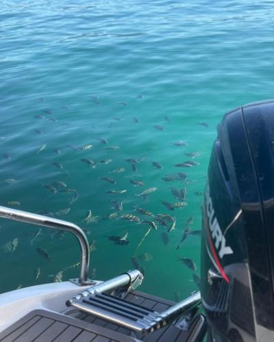 Naturlandskabet i nærheden af båden