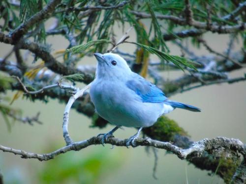 a blue bird perched on a tree branch at ANCESTRAL GLAMPING in Barbosa