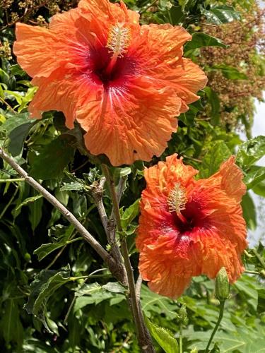 Jardín al aire libre en Au Passage des ramiers