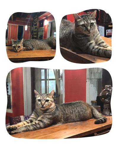three pictures of a cat laying on a table at A-HOME in Jiufen