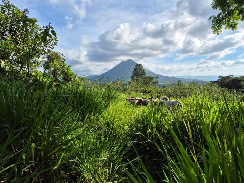 Φωτογραφία από το άλμπουμ του Casas de Campo Las Pavitas Cottages "Red Frog" σε Palma