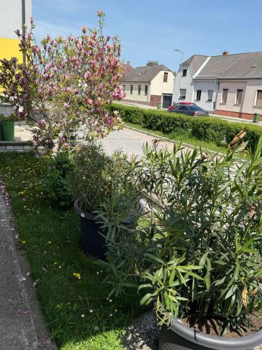 a row of plants in pots in a yard at Apartment Anna - Austrian country house in Marchfeld im Weinviertel in Marchegg