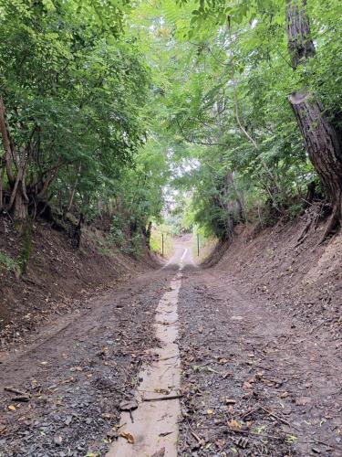 a dirt road with trees on both sides at Mi Kis Lakunk - szállás&dézsa a szőlőhegyen in Várdomb