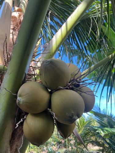 a bunch of green coconuts hanging from a palm tree at Uyen's House in Con Dao