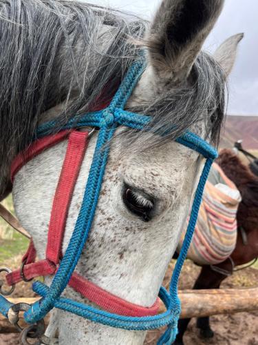 a white horse with a rope on its face at Taasir Yurt Camp in Dzhangyaryk