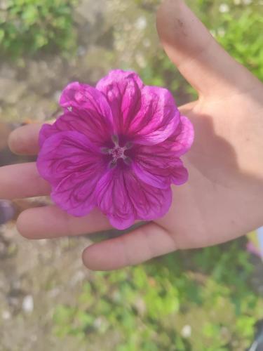 AlbosaggiaにあるLieve Agriglamping Experienceのギャラリーの写真