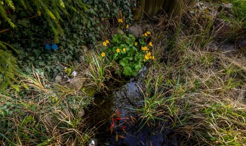 a garden with some flowers in the grass at Schönes wohnen im Grünen in Riedlingen