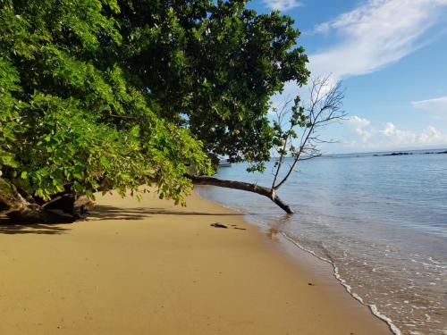 a tree on a beach with the water at Masoala bungalows in Maroantsetra