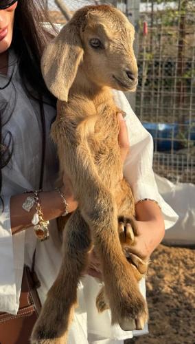a woman holding a baby goat in her hands at zahr albun villa in Al Raka