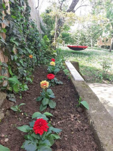 a garden with red flowers and a bench at Mitrovića kuća in Arandjelovac