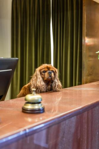 a dog sitting at a counter with its head at Hotell Kung Gösta by First in Mora