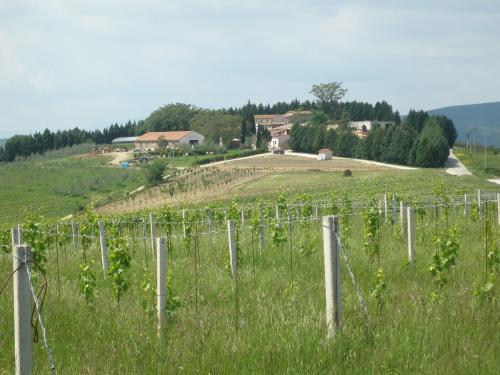 a vineyard with a fence in the middle of a field at Marco & Andrea Agriturismo Collepina in Amelia