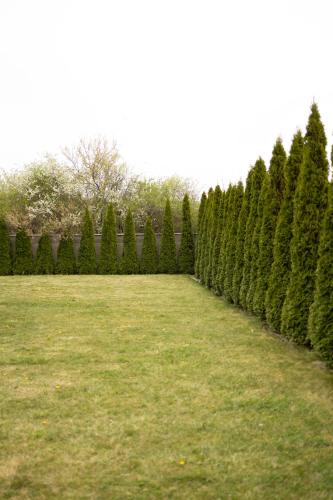 a row of christmas trees in a yard at GAZDA Hotel&Restaurant - Self Chek-In in Jesenice