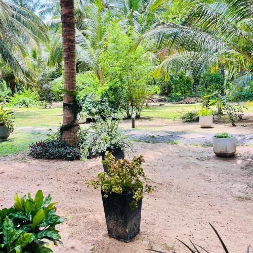 a garden with palm trees and potted plants on the ground at Hanguk Lanka Lagoon Villa in Tangalle