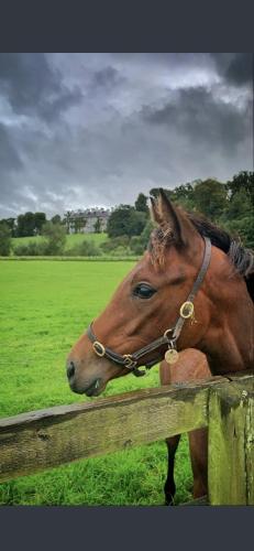 a brown horse leaning its head over a fence at Rose Garden Lodge in Kilkenny