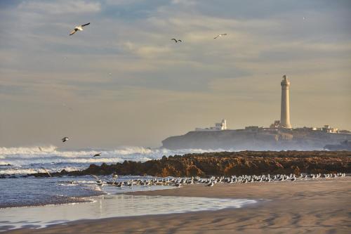 a flock of birds flying over a beach with a lighthouse at Four Seasons Hotel Casablanca in Casablanca