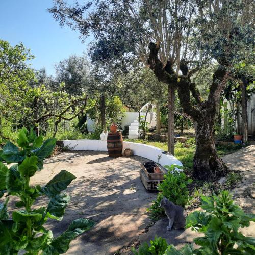 a cat sitting in a yard next to a tree at Casa Emilia in Ferreira do Zêzere