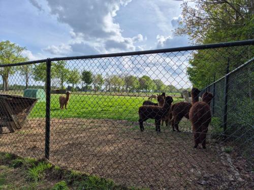 a group of animals standing behind a fence at Vakantie boerderij Pepinushof - Blokhut in Maria-Hoop