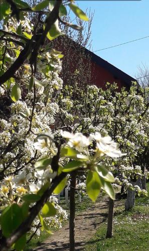 a group of trees with white flowers in front of a building at Kuća za odmor Mirni kutak Vukovar in Vukovar