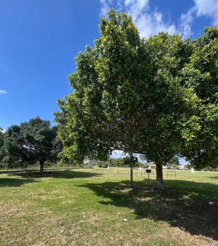 a tree in the middle of a field at Libeccio House in Avola
