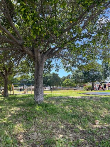 a tree in a park with green grass at Libeccio House in Avola