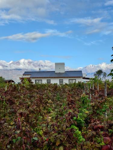 a white house behind a field of plants at Finca Rosablanca in Tunuyán