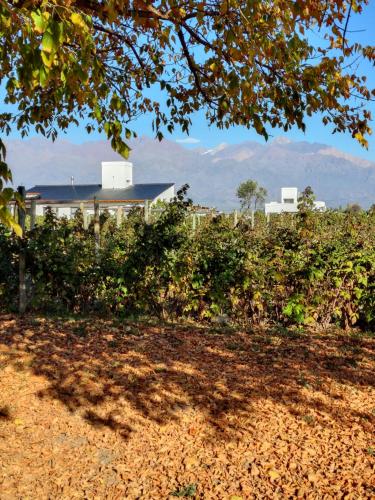 a view of a vineyard with a house in the background at Finca Rosablanca in Tunuyán