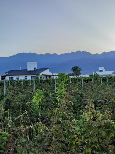 a field of crops with a house in the background at Finca Rosablanca in Tunuyán