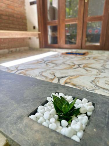 a plant in a pile of white rocks on a table at Rivinu Place Arugambay in Arugam Bay