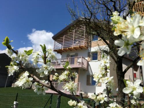 a tree with white flowers in front of a house at B&B Il Piccolo Principe room and breakfast in Bieno