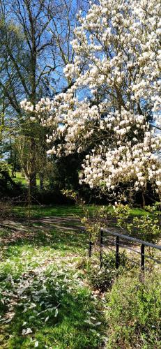 a tree with white flowers next to a bench at L'Ecureuil Gourmand, chambre d'hôtes en Anjou Bleu in Saint-Martin-du-Bois