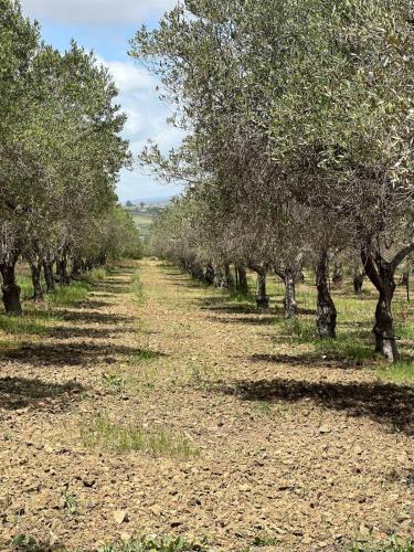 a row of olive trees in a field at La Gallinaia room with bathroom in Cartabubbo