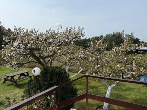 Taman di luar Dom Pod Jabłonią