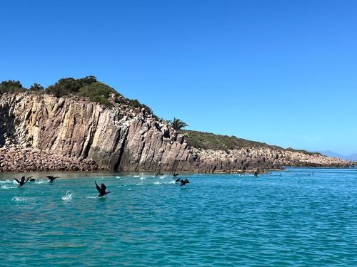 a group of birds flying over the water with an island at LE SALINE: beautiful apartment with terrace and splendid view in Carloforte