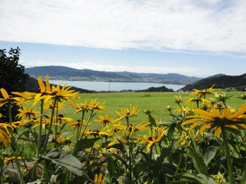 a field of yellow flowers with a view of a lake at Ferienwohnungen Schöbringer in Weyregg