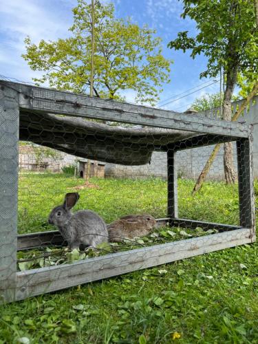 two rabbits are sitting in a chicken coup at Guest House Sveta in Martvili