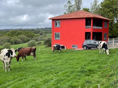 a group of cows grazing in a field in front of a red barn at As Neveiras in Millerada