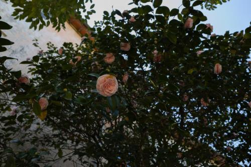 a tree with pink roses growing on it at Il Casale Di Villa Rossi in Lucca