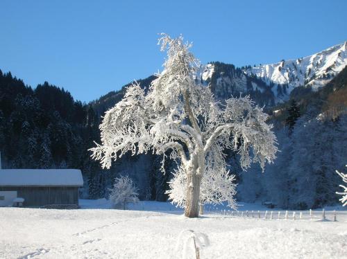 a snow covered tree in front of a mountain at Ferienwohnung Vogt in Mellau