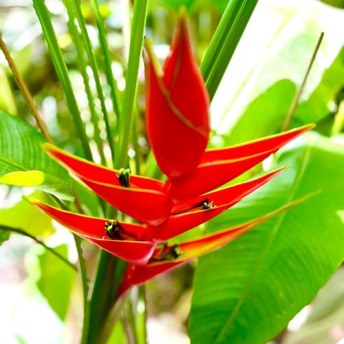 a red flower with a group of ants on it at Mountain View, King Bed, Saltwater Pool, Kitchen, Fast WiFi, Air Conditioning - Montana at Casa Calavera in San Francisco