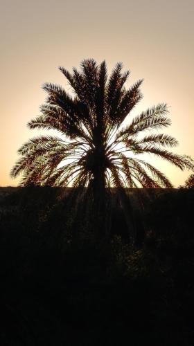 a palm tree with the sunset in the background at Suêrte cyprus in Akanthou