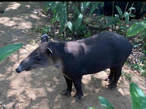 a pig standing on the ground in the dirt at Casa Colibrí in Bijagua