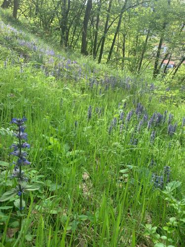 a field of purple flowers in the grass at Casa Vacanza Kairos in Ponzone
