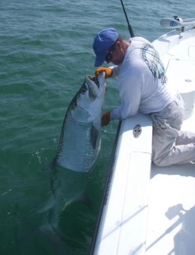 a man holding a fish on the side of a boat at Venice Florida near beach in Venice