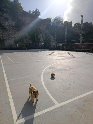 a dog walking on a court with a heart drawn on it at Casetta La Grotta in Canicattini Bagni