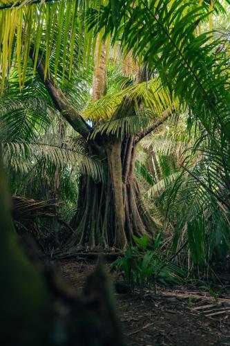a group of palm trees in a jungle at Hacienda Baru in Dominical
