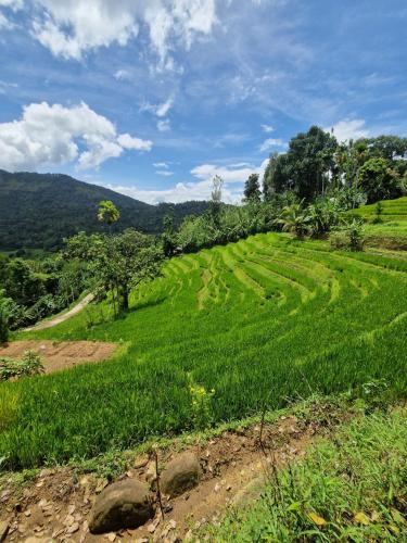a field of green grass with a dirt road at Heeloya mount view garden in Kurukohogama